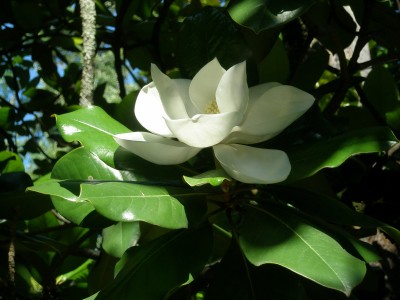 P7060081.jpg (410.72 Кб) Просмотров: 18074 P7060081.jpg