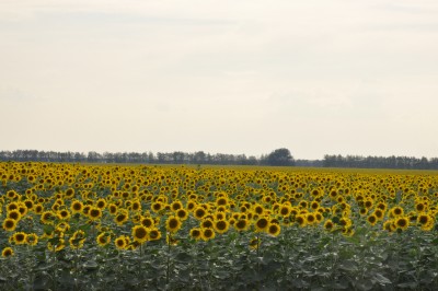 _DSC0023.jpg (573.75 Кб) Просмотров: 12018 _DSC0023.jpg