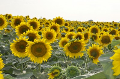 _DSC0003.jpg (609.85 Кб) Просмотров: 10718 _DSC0003.jpg