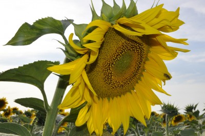 _DSC0012.jpg (553.17 Кб) Просмотров: 10713 _DSC0012.jpg