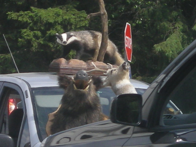 DSCN8664.JPG (162.17 Кб) Просмотров: 15736 DSCN8664.JPG