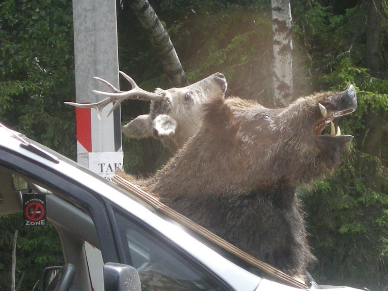 DSCN8666.JPG (194.85 Кб) Просмотров: 15717 DSCN8666.JPG